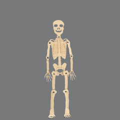 DIY Human Skeleton Assembly Puzzle Kit for Small Production