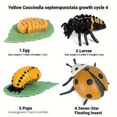 Realistic Ladybug Growth Cycle Model Toy Educational Teaching Aid