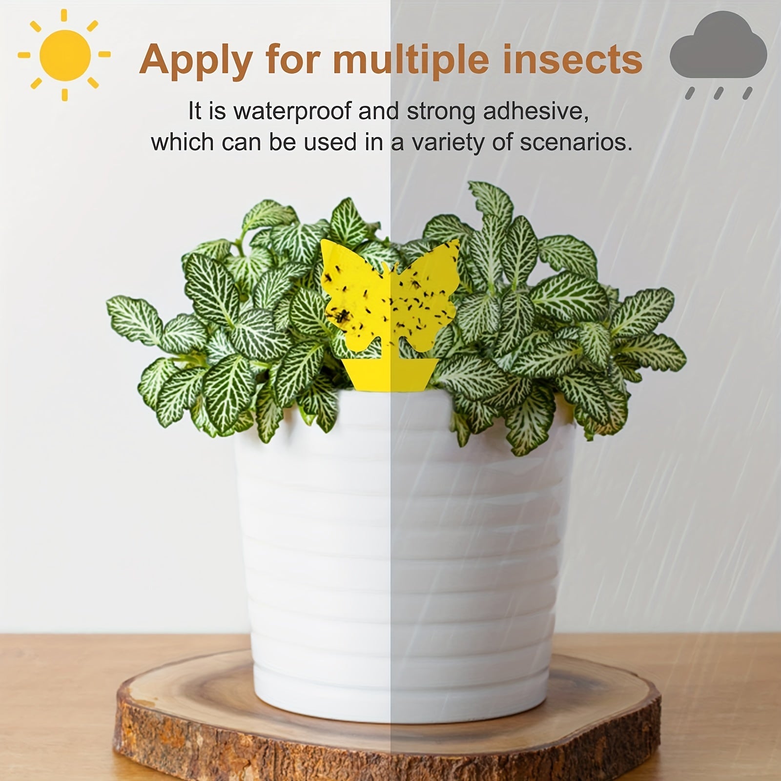 12pcs Sticky Traps for Fungus Gnat Fruit Fly - Indoor/Outdoor Pest Control