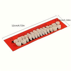 28pcs Dental Practice Tooth Mold Set Student Oral Material Model