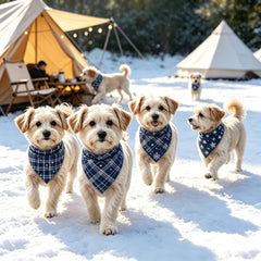img_5497620