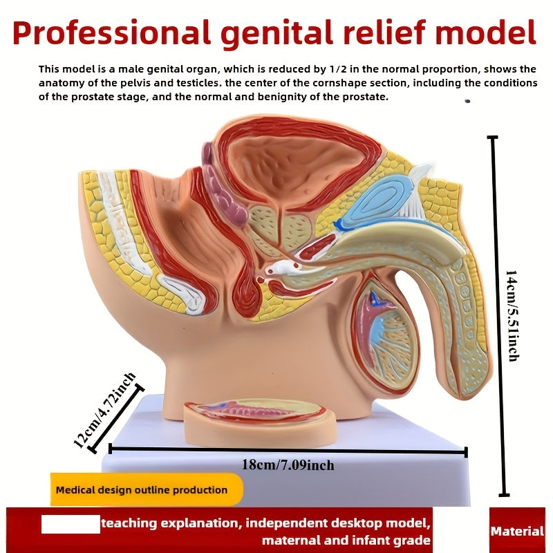 3D Desktop Male Prostate & Female Reproductive Anatomy Model