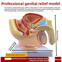 3D Desktop Male Prostate & Female Reproductive Anatomy Model