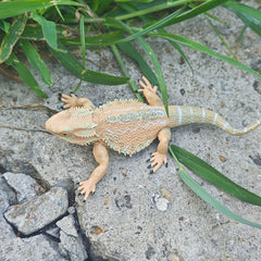 1pc Simulated Pine Lizard Ornament for Desert Scene DIY