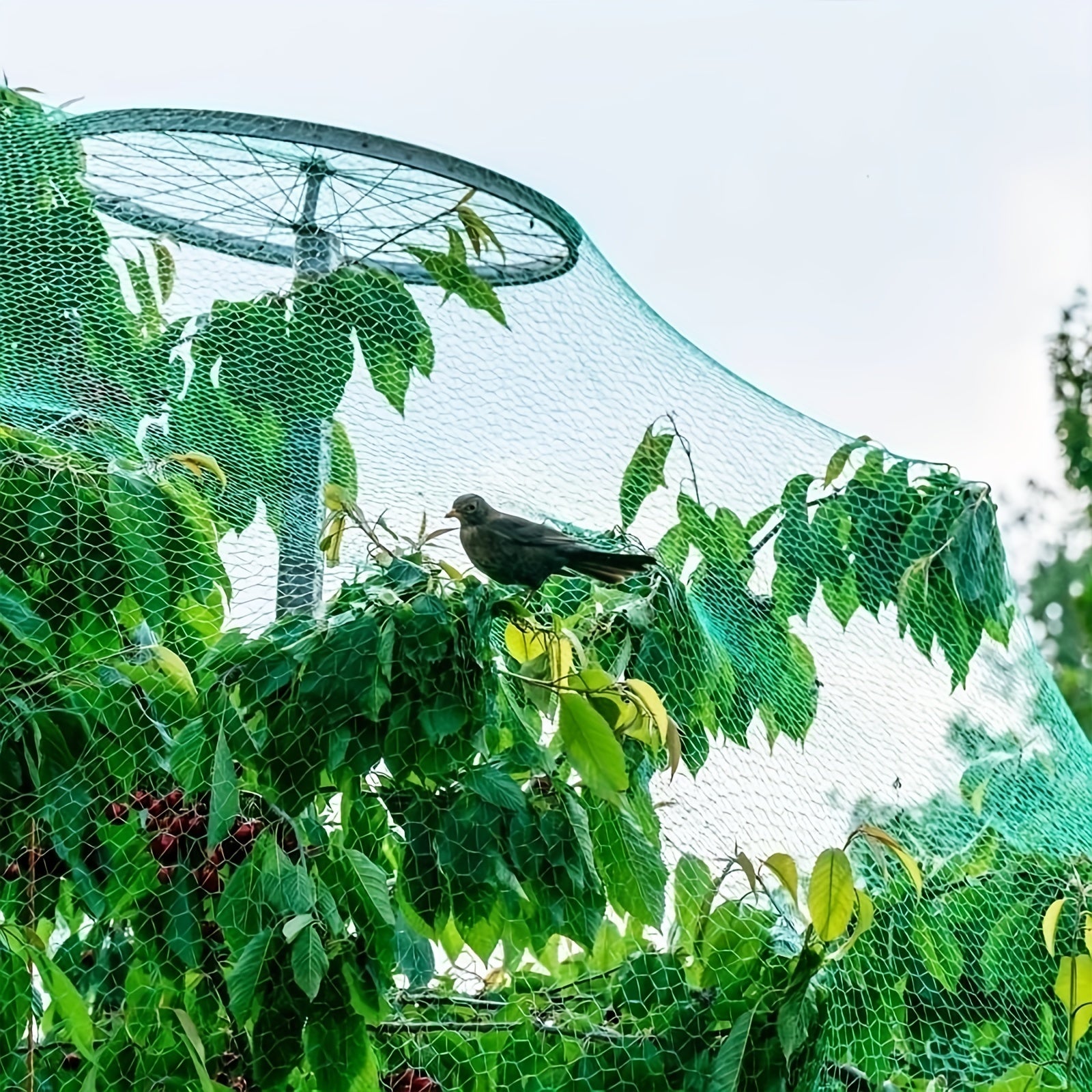 Anti Bird Netting for Plants Trees Vegetables