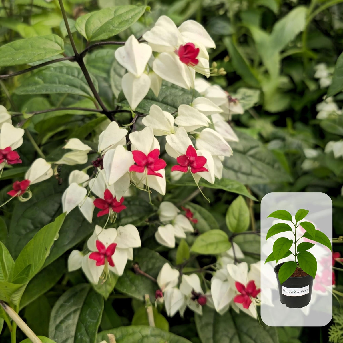 img_18271635