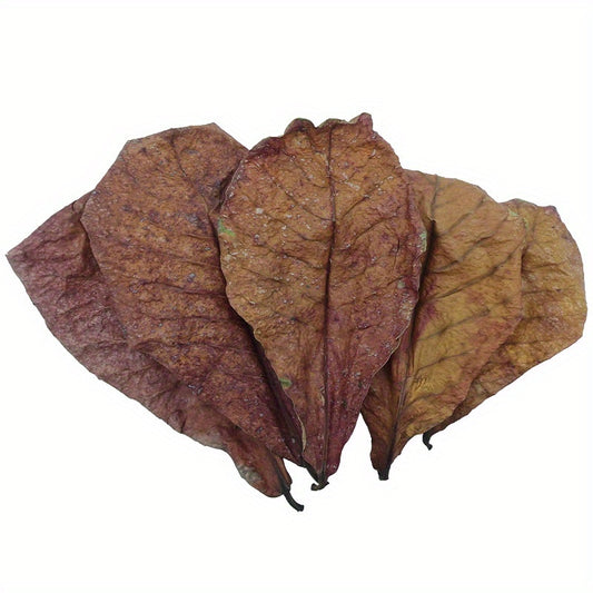 10pcs Terminalia Catappa Leaves for Aquarium Fish Tank Water Conditioner