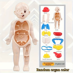Educational Science Toy DIY Human Organ Model for Kids ABS Material