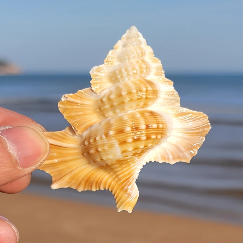 Natural Conch Shell Aquarium Decor