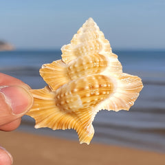 Natural Conch Shell Aquarium Decor
