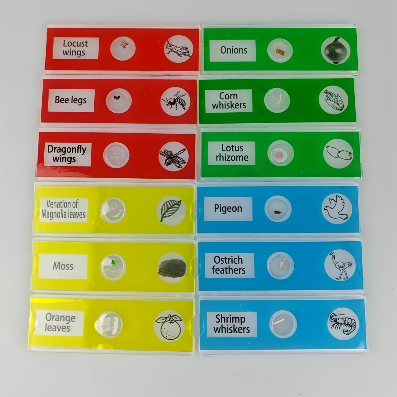 12pcs Plastic Prepared Microscope Slides Biological Specimen