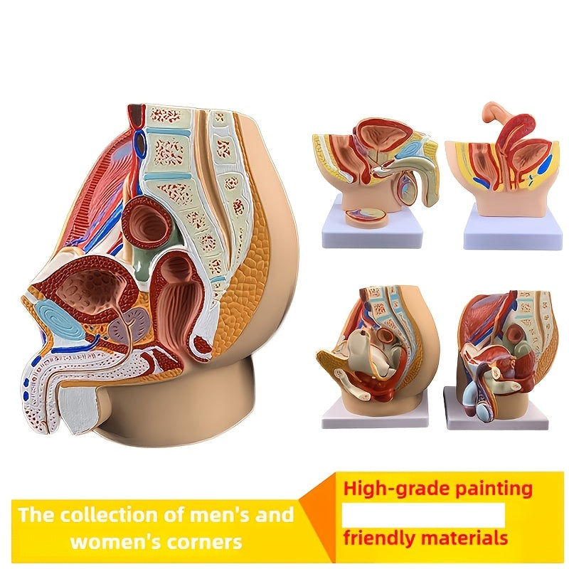 3D Desktop Male Prostate & Female Reproductive Anatomy Model