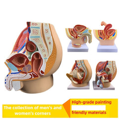 3D Desktop Male Prostate & Female Reproductive Anatomy Model