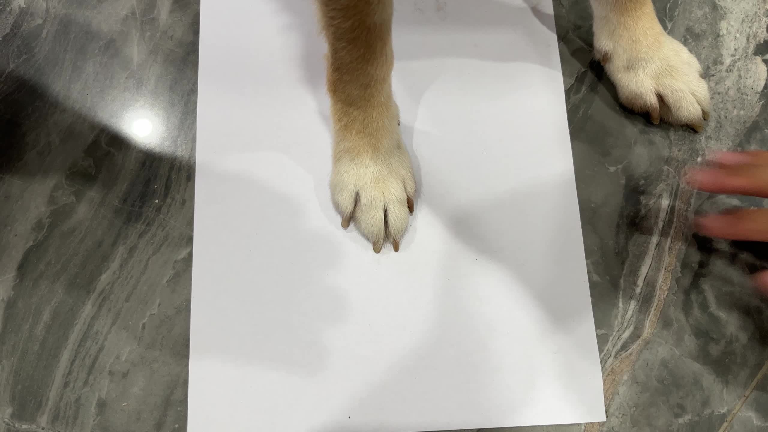 img_4675010