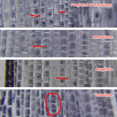 10pcs Plant Growth Stages Histology Slides Set Science Slice High Plant 10 Set