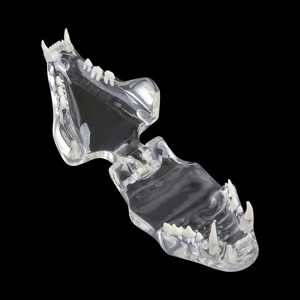 Transparent Dog Cat Teeth Anatomical Model Resin Oral Tooth Jaw