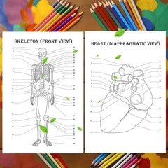 Anatomy & Physiology Coloring Book - Perfect Gift for Medical Students