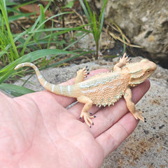 1pc Simulated Pine Lizard Ornament for Desert Scene DIY