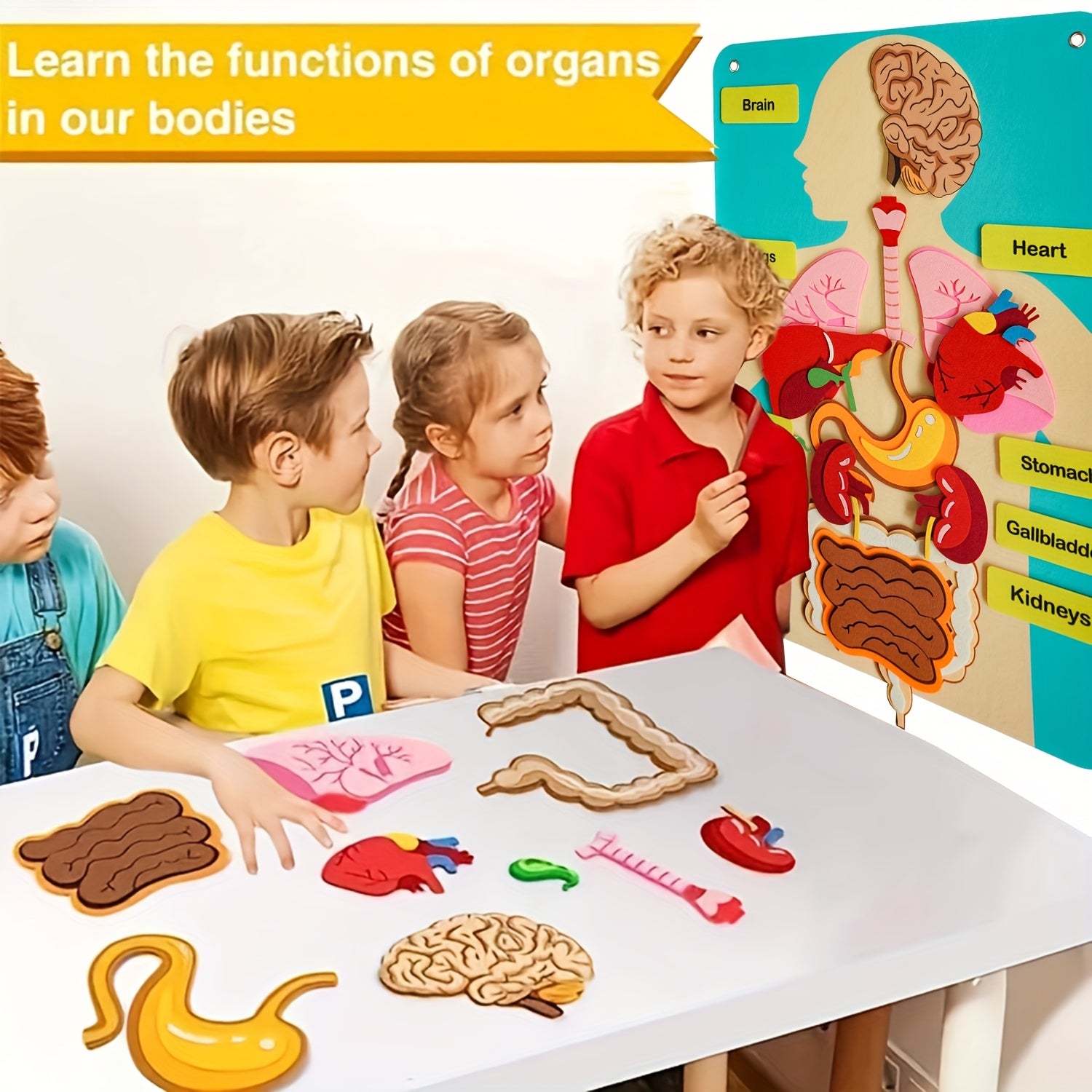Anatomical Chart & 3D Felt Organ Toys