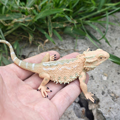 1pc Simulated Pine Lizard Ornament for Desert Scene DIY