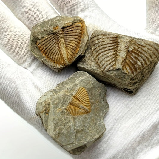 Natural Stone Ancient Marine Life Raw Stone Specimen