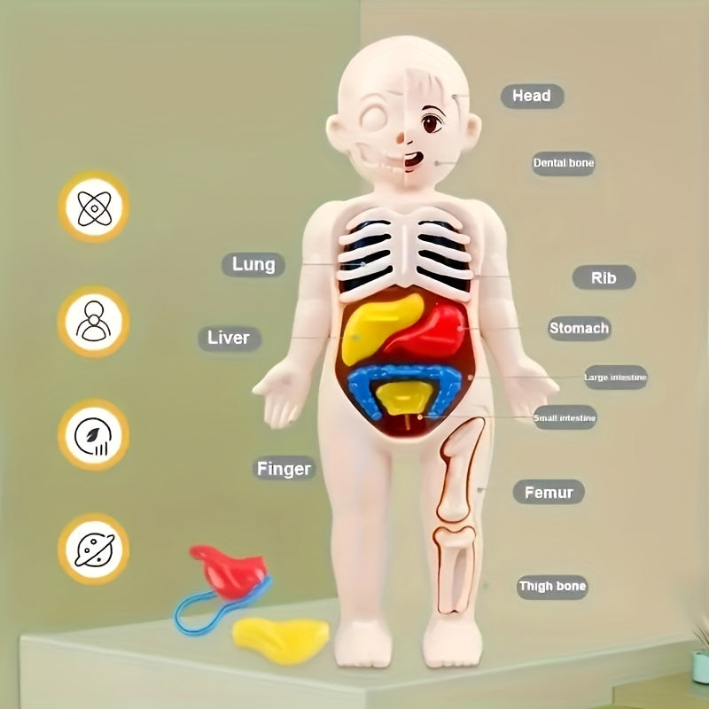 Human Anatomy Toy Set with Removable Organs for Biomedical Science