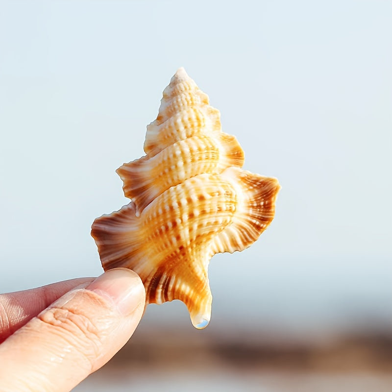 Natural Conch Shell Aquarium Decor