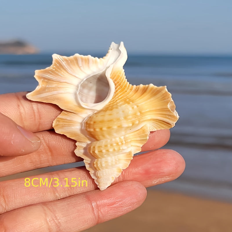 Natural Conch Shell Aquarium Decor