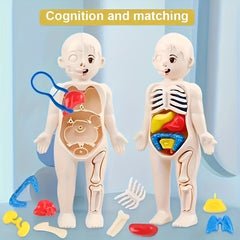 Human Anatomy Toy Set with Removable Organs for Biomedical Science