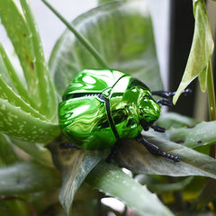 Clockwork Beetle Prank Toy