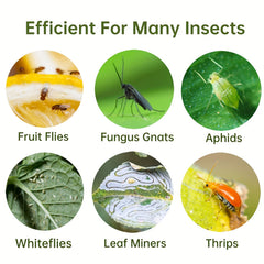 12pcs Sticky Traps for Fungus Gnat Fruit Fly - Indoor/Outdoor Pest Control