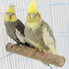 Parrot Paradise Bird Cage Accessories for Parakeets Cockatiels