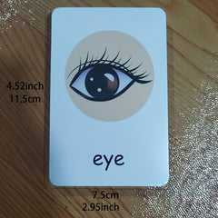 Montessori Body Part Flash Cards for Kids - Educational Toy