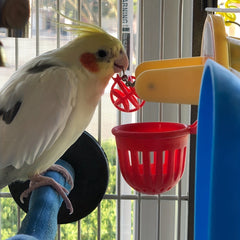 Parrot Bird Toy Training Supplies Budgerigar Basketball Bird Toy
