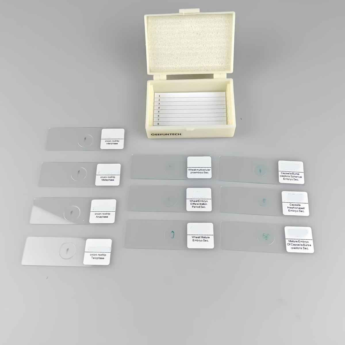 10pcs Plant Growth Stages Histology Slides Set Science Slice High Plant 10 Set