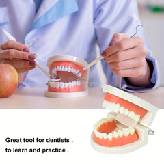 Standard Dental Model Teeth Brushing Model for Kids and Adults