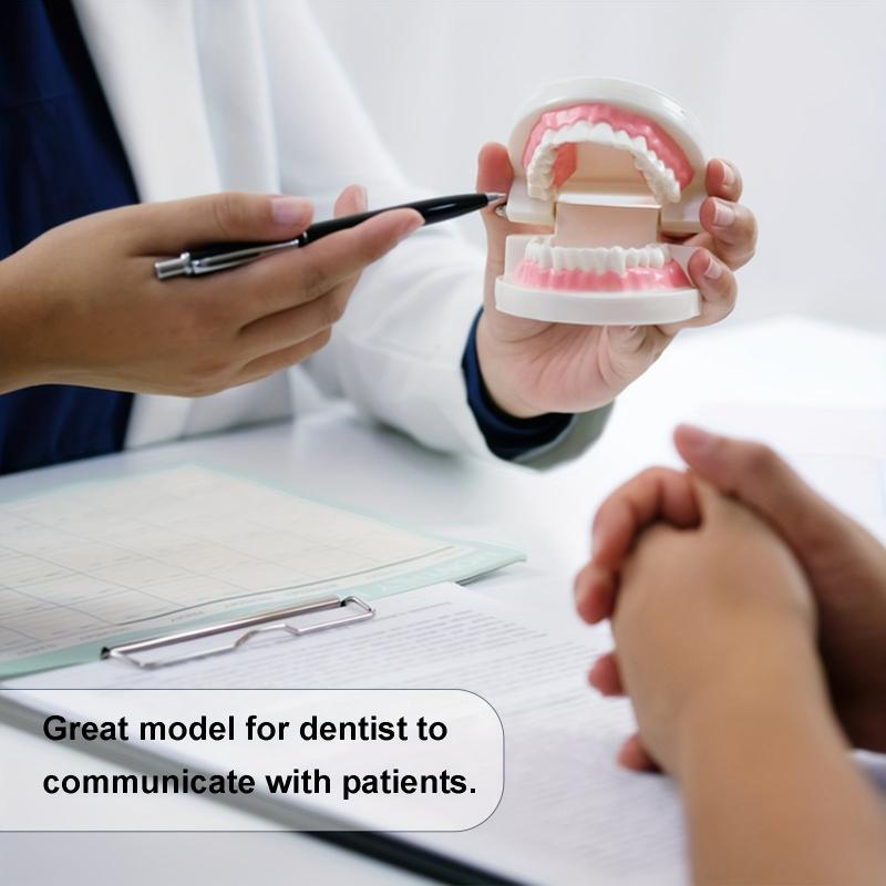 Standard Dental Model Teeth Brushing Model for Kids and Adults