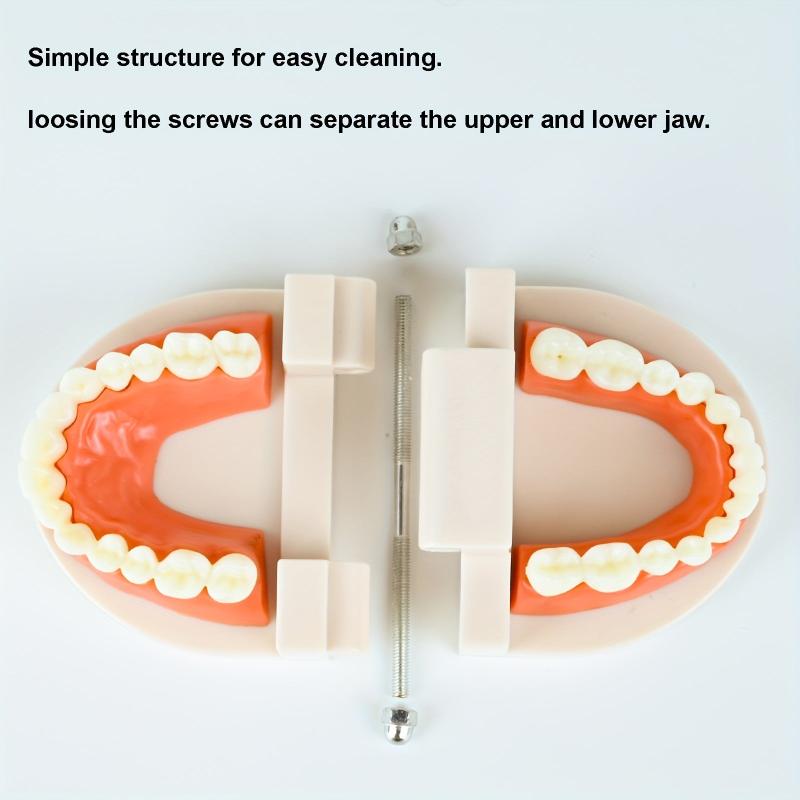 Standard Dental Model Teeth Brushing Model for Kids and Adults