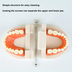 Standard Dental Model Teeth Brushing Model for Kids and Adults