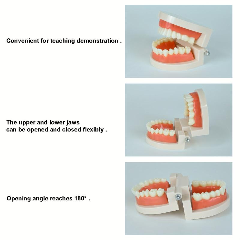 Standard Dental Model Teeth Brushing Model for Kids and Adults