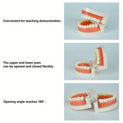 Standard Dental Model Teeth Brushing Model for Kids and Adults