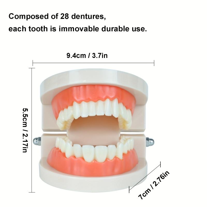 Standard Dental Model Teeth Brushing Model for Kids and Adults