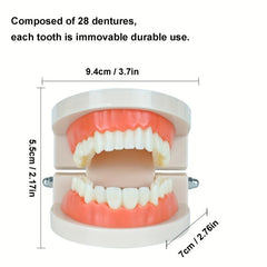 Standard Dental Model Teeth Brushing Model for Kids and Adults
