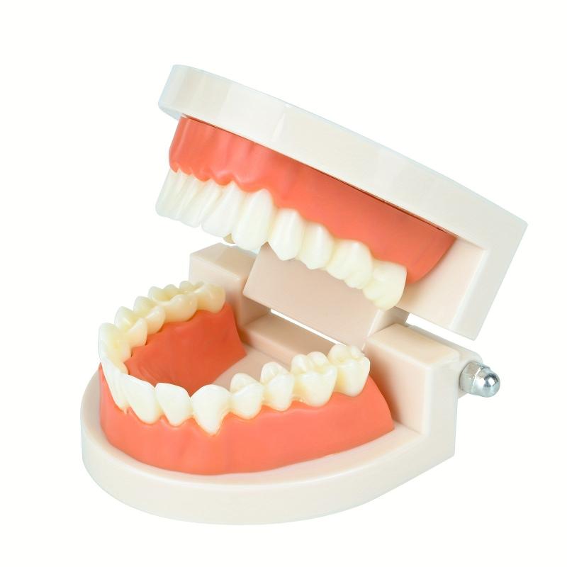 Standard Dental Model Teeth Brushing Model for Kids and Adults