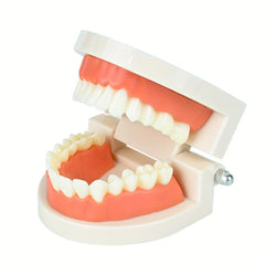 Standard Dental Model Teeth Brushing Model for Kids and Adults