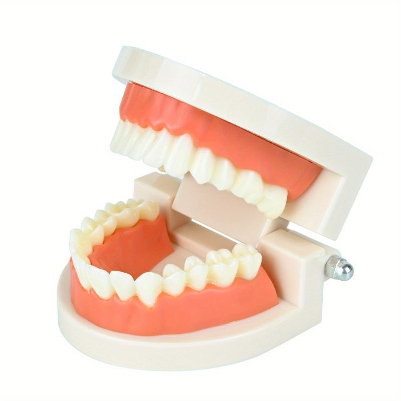 Standard Dental Model Teeth Brushing Model for Kids and Adults