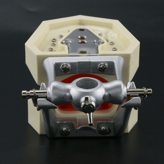 Adult Dental Mouth Model with 28 Removable Teeth