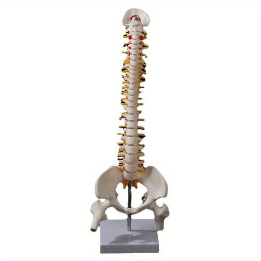 Flexible Adult Lumbar Bend Skeleton Model With Bone