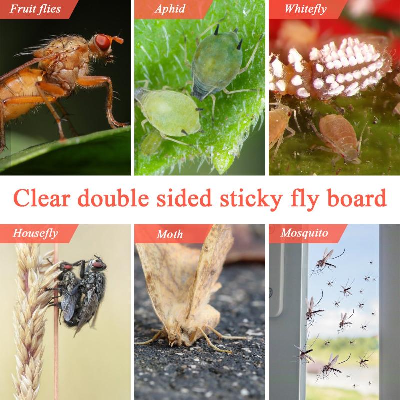 30Pcs Floral Style Fruit Fly Trap Window Sticker No Toxic Fly Paper For Home