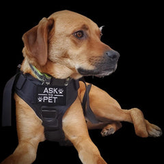 J CARP 12pcs Service Dog Patches Men Tactical Pet In Training Embroidered